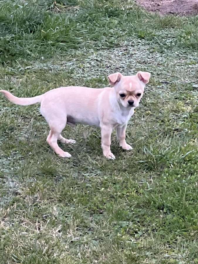 Chihuahua patinėlis - nuotraukos Nr. 3