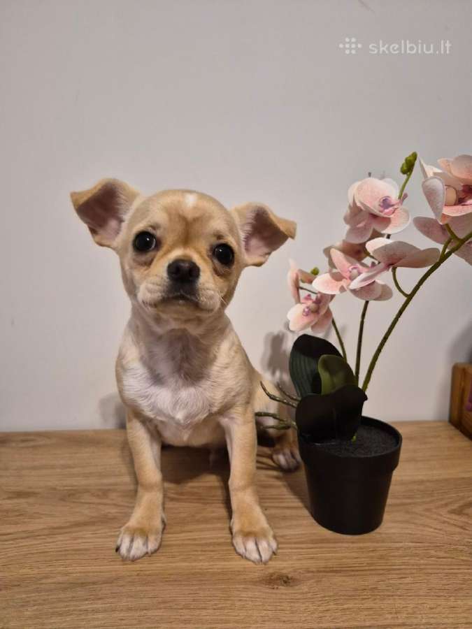 Chihuahua patinėlis - nuotraukos Nr. 4