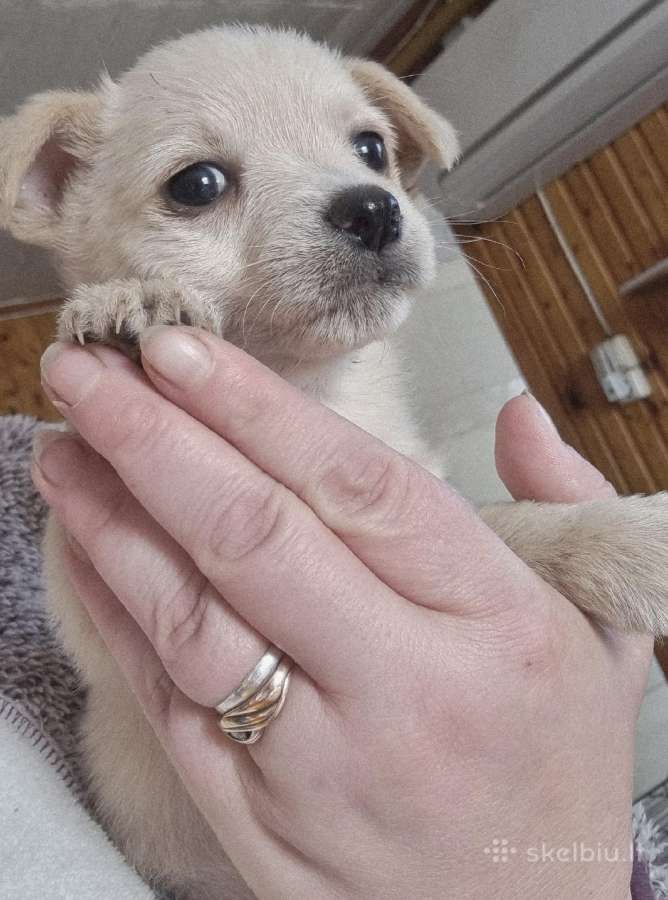 Mažiukai Chichuahua mamytės vaikiukai - nuotraukos Nr. 2