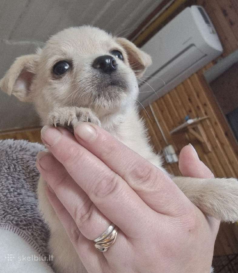 Mažiukai Chichuahua mamytės vaikiukai - nuotraukos Nr. 3