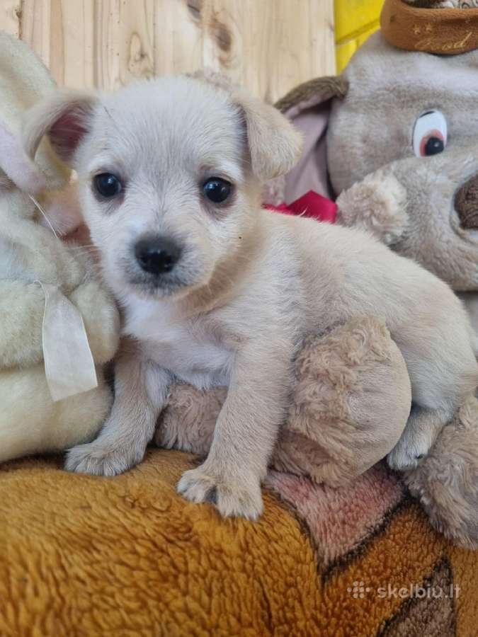 Mažiukai Chichuahua mamytės vaikiukai - nuotraukos Nr. 4