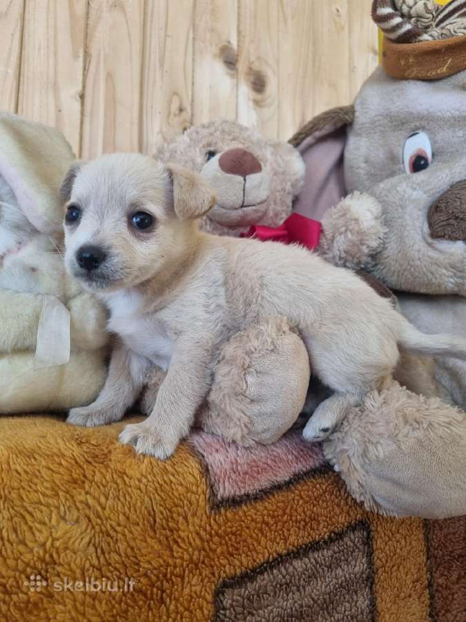 Mažiukai Chichuahua mamytės vaikiukai - nuotraukos Nr. 5