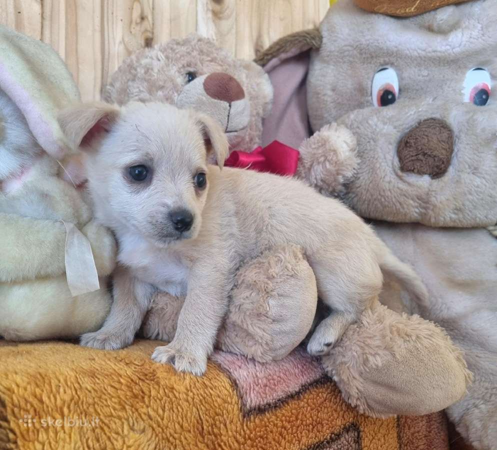 Mažiukai Chichuahua mamytės vaikiukai - nuotraukos Nr. 6