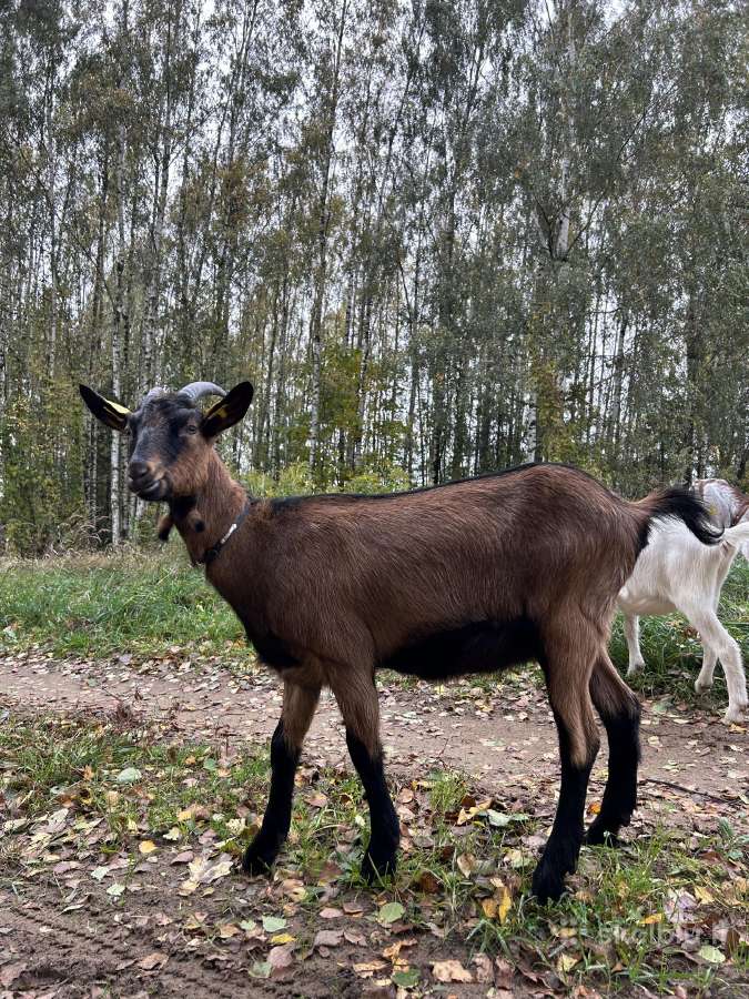 Parduodame ožkų ūkį - nuotraukos Nr. 7