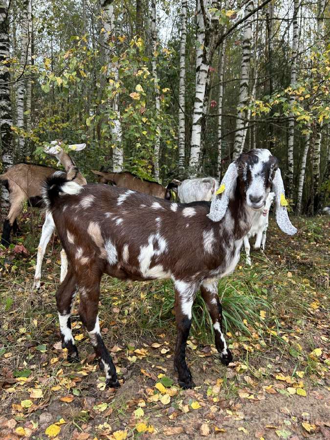 Parduodame ožkų ūkį - nuotraukos Nr. 9