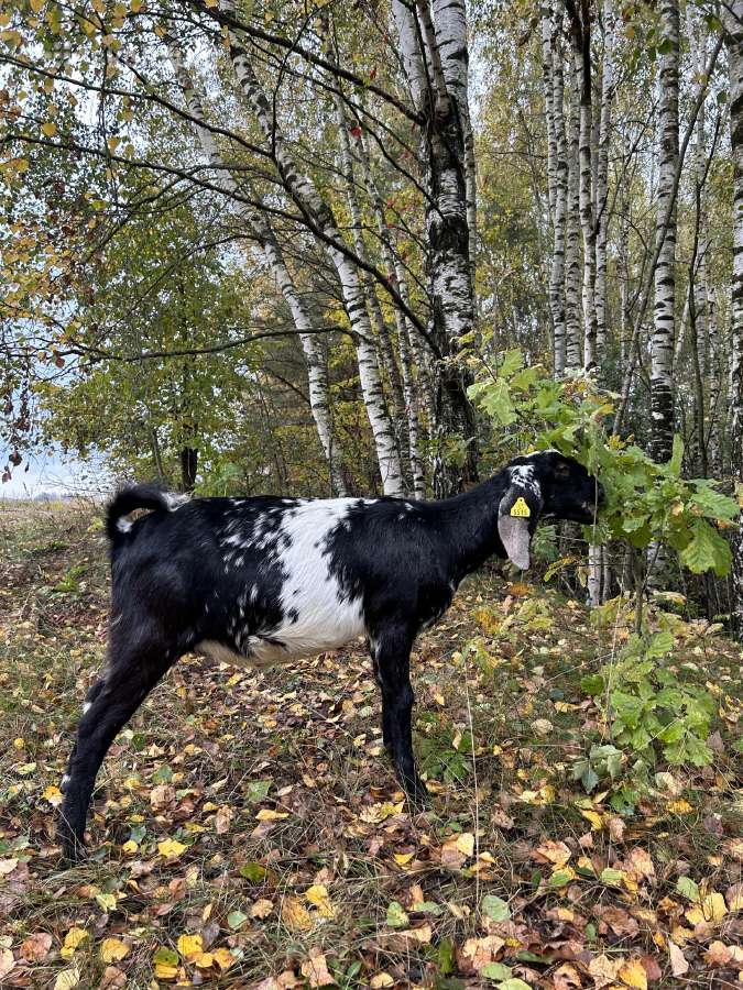 Parduodame ožkų ūkį - nuotraukos Nr. 10
