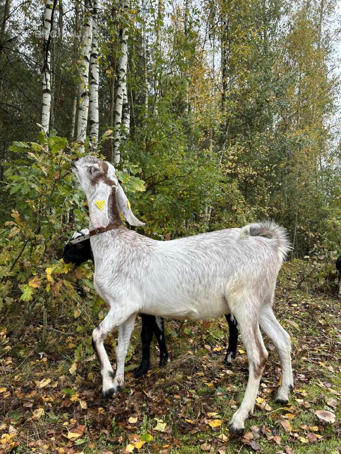 Parduodame ožkų ūkį - nuotraukos Nr. 12