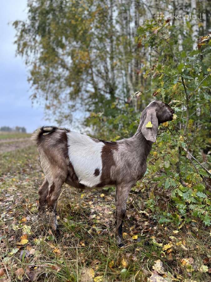 Parduodame ožkų ūkį - nuotraukos Nr. 15