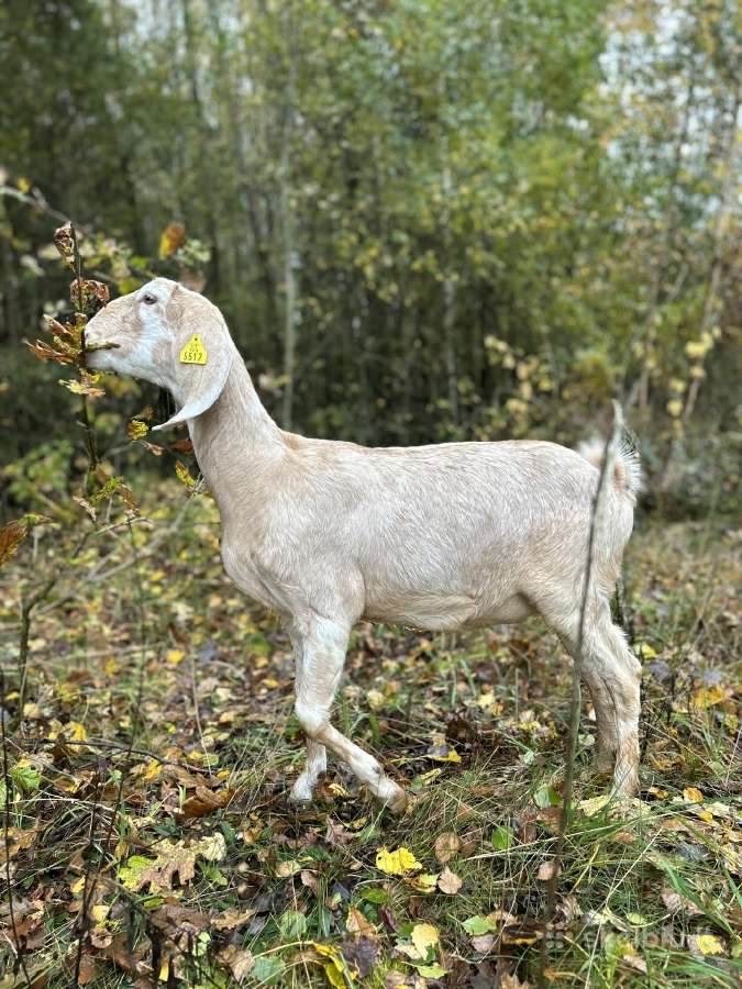 Parduodame ožkų ūkį - nuotraukos Nr. 16