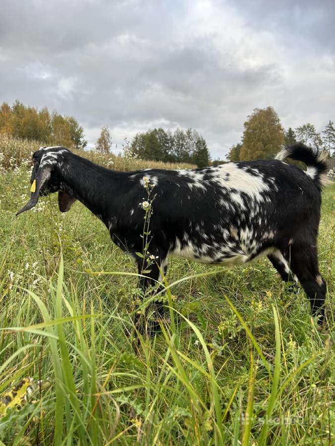 Parduodame ožkų ūkį - nuotraukos Nr. 11