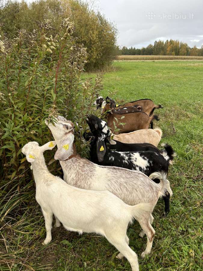 Parduodame ožkų ūkį - nuotraukos Nr. 17
