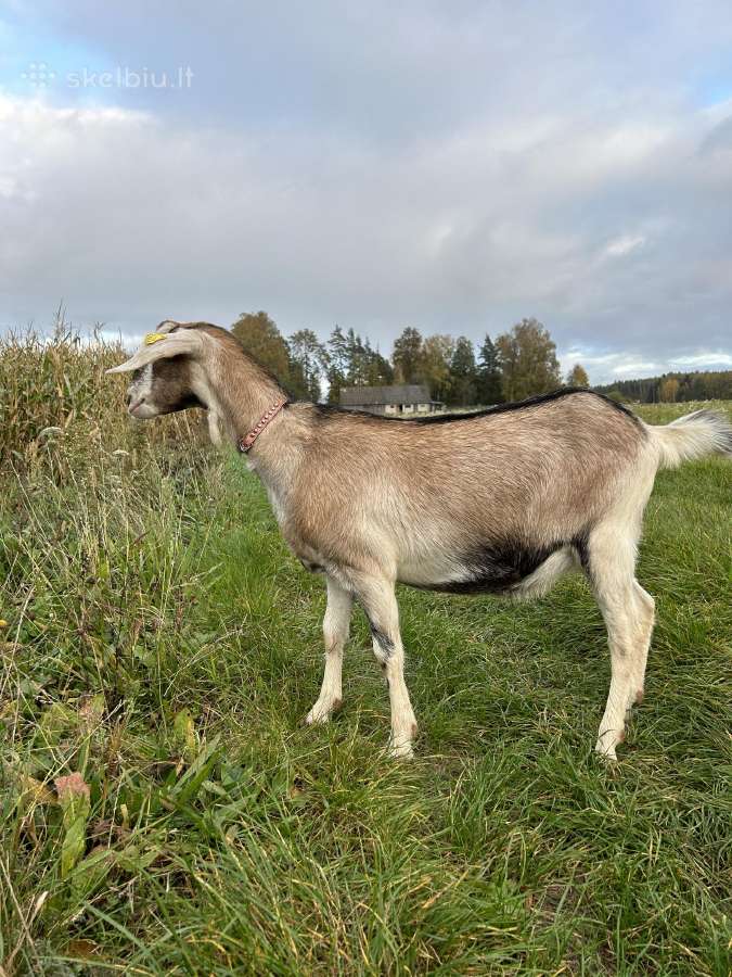 Parduodame ožkų ūkį - nuotraukos Nr. 20
