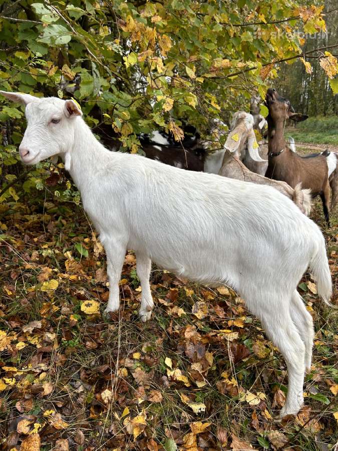 Parduodame ožkų ūkį - nuotraukos Nr. 18
