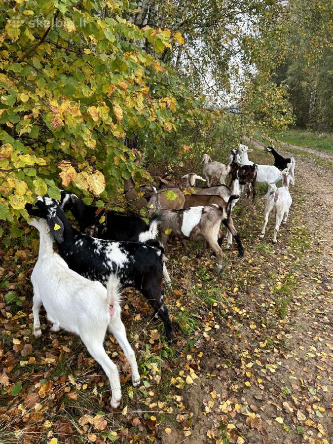 Parduodame ožkų ūkį - nuotraukos Nr. 21