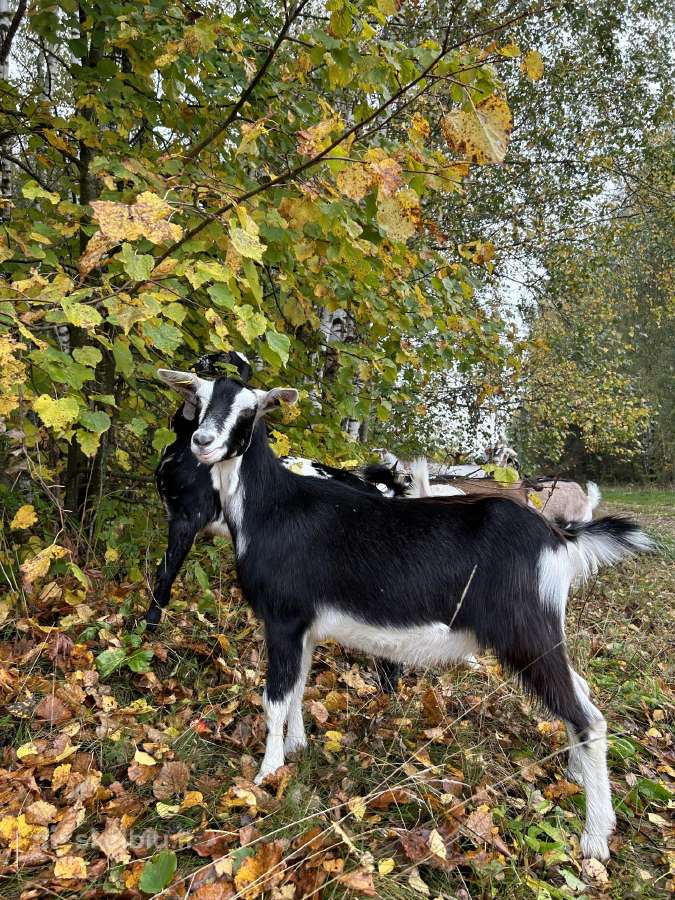 Parduodame ožkų ūkį - nuotraukos Nr. 19