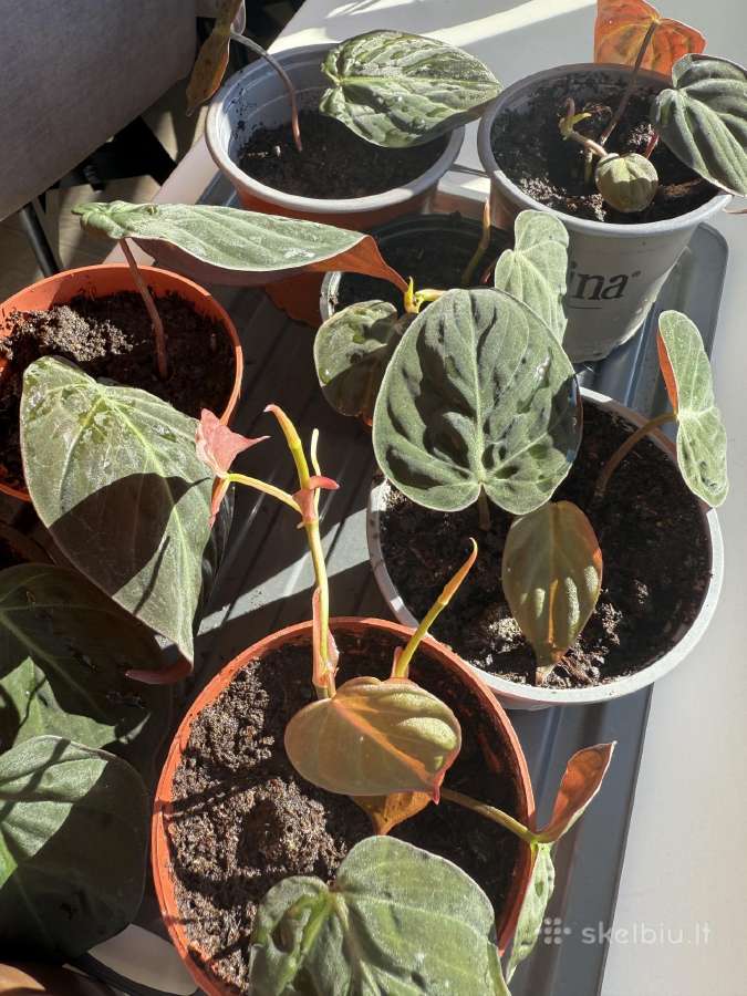 Philodendron Scandens Micans vijoklinis augalas - nuotraukos Nr. 2