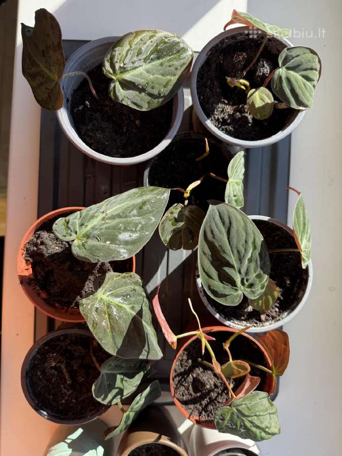 Philodendron Scandens Micans vijoklinis augalas - nuotraukos Nr. 3