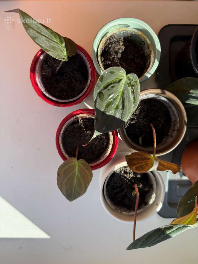 Philodendron Scandens Micans vijoklinis augalas - nuotraukos Nr. 4
