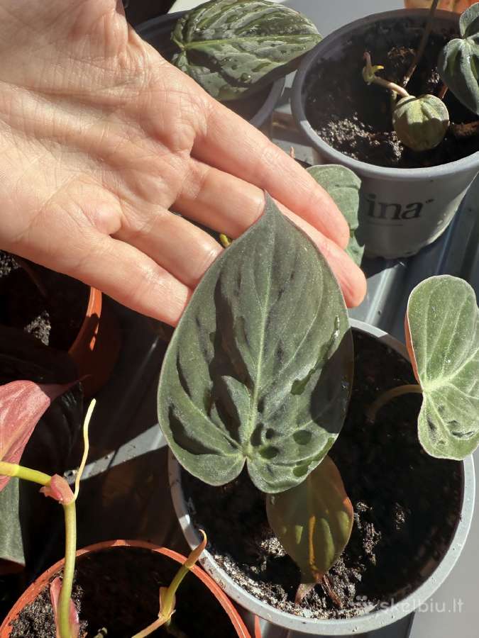 Philodendron Scandens Micans vijoklinis augalas - nuotraukos Nr. 5