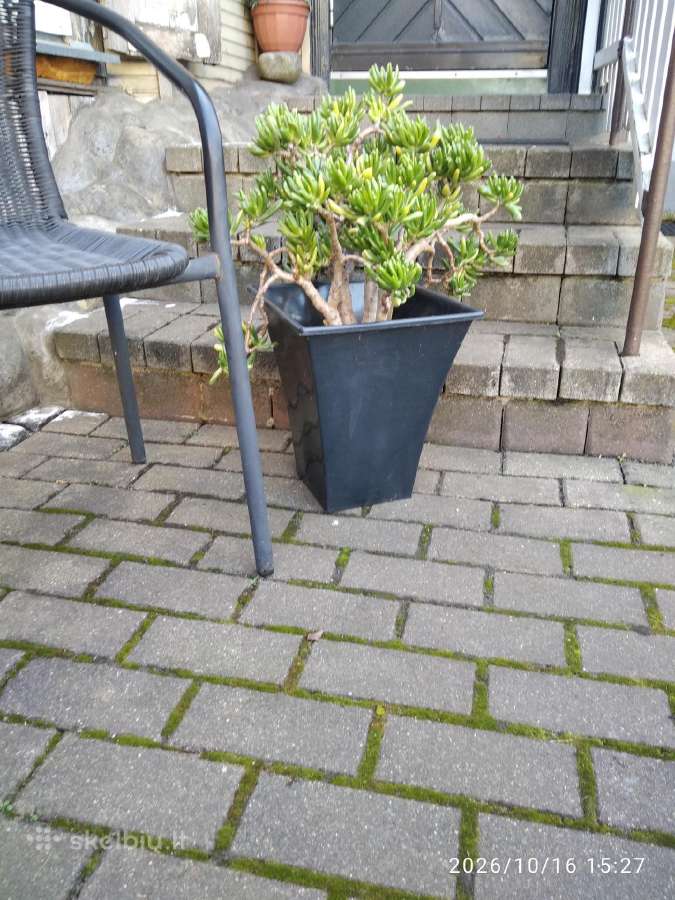 Parduodamas kambarinis augalas - nuotraukos Nr. 2