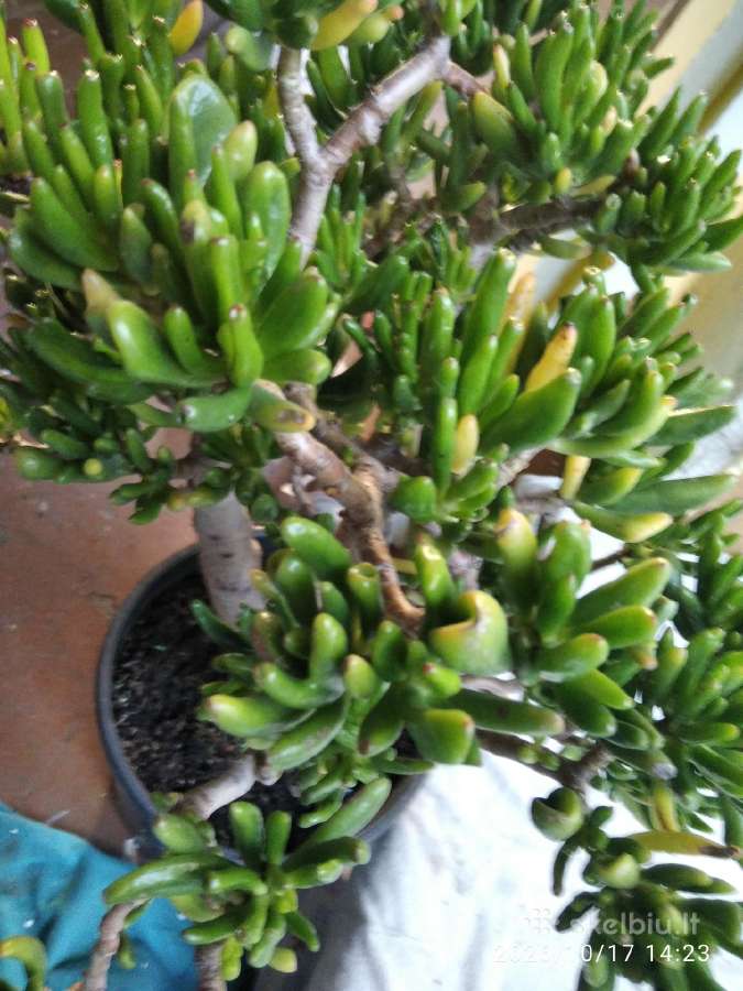 Parduodamas kambarinis augalas - nuotraukos Nr. 3
