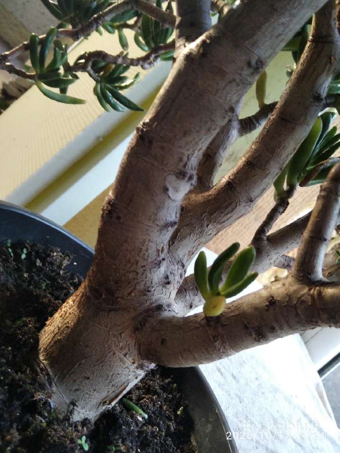 Parduodamas kambarinis augalas - nuotraukos Nr. 4