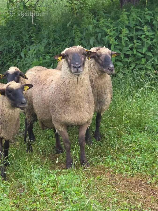 Grynaveislis Lj reproduktorius - nuotraukos Nr. 2