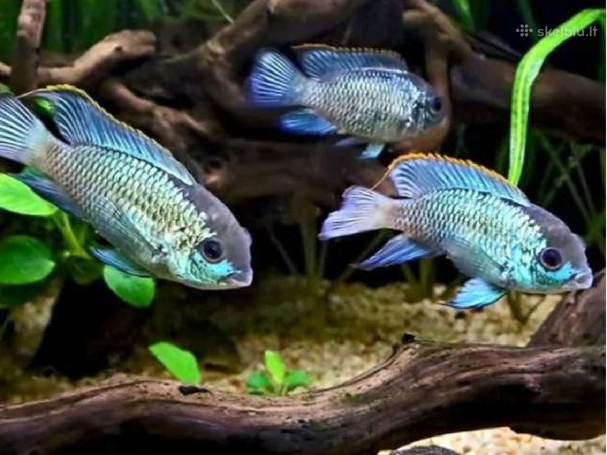 Nannacara neon blue hybrid - nuotraukos Nr. 2