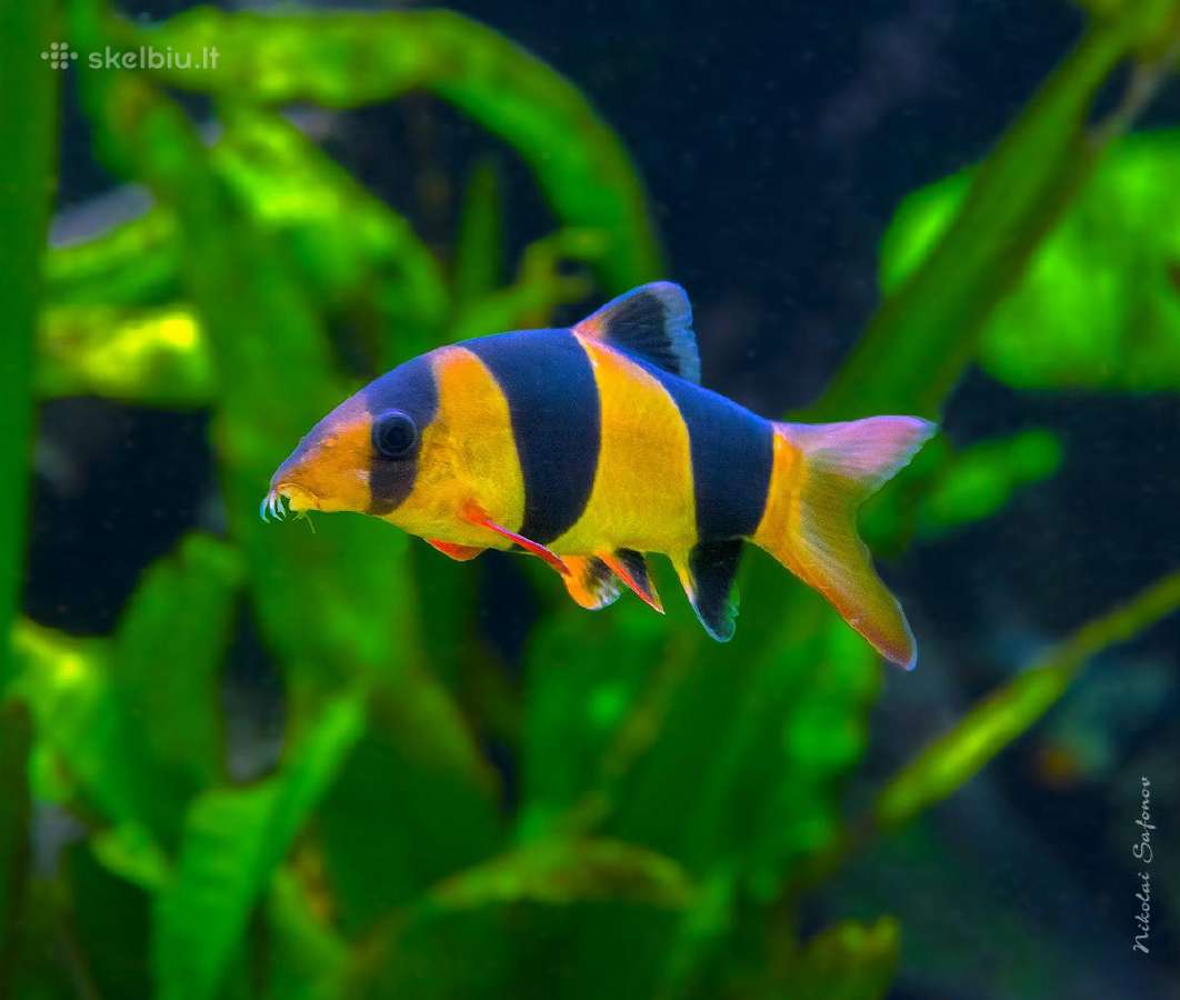 Nannacara neon blue hybrid - nuotraukos Nr. 3