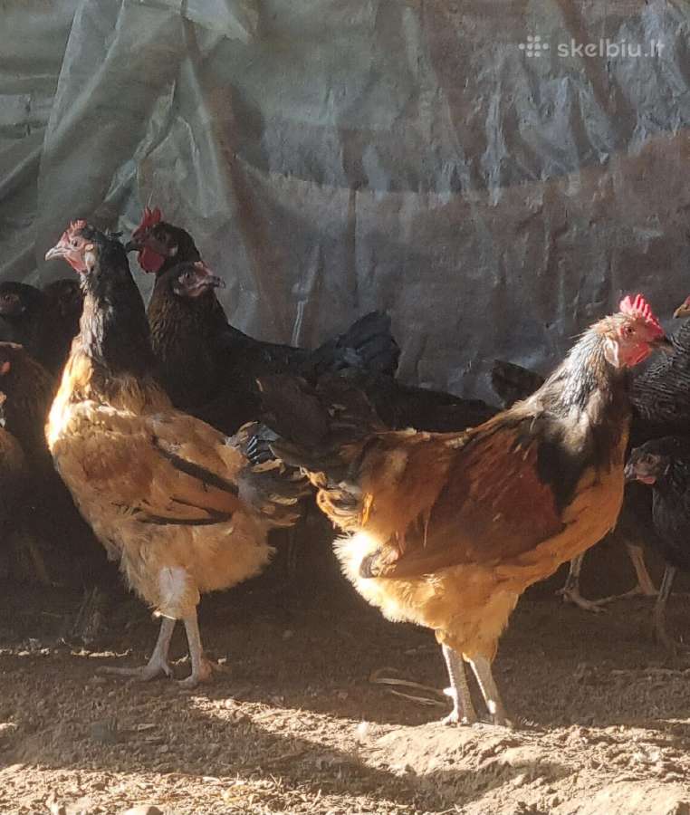 Parduodami paukščiai - nuotraukos Nr. 2