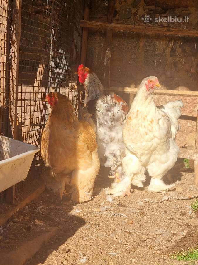 Parduodami paukščiai - nuotraukos Nr. 4