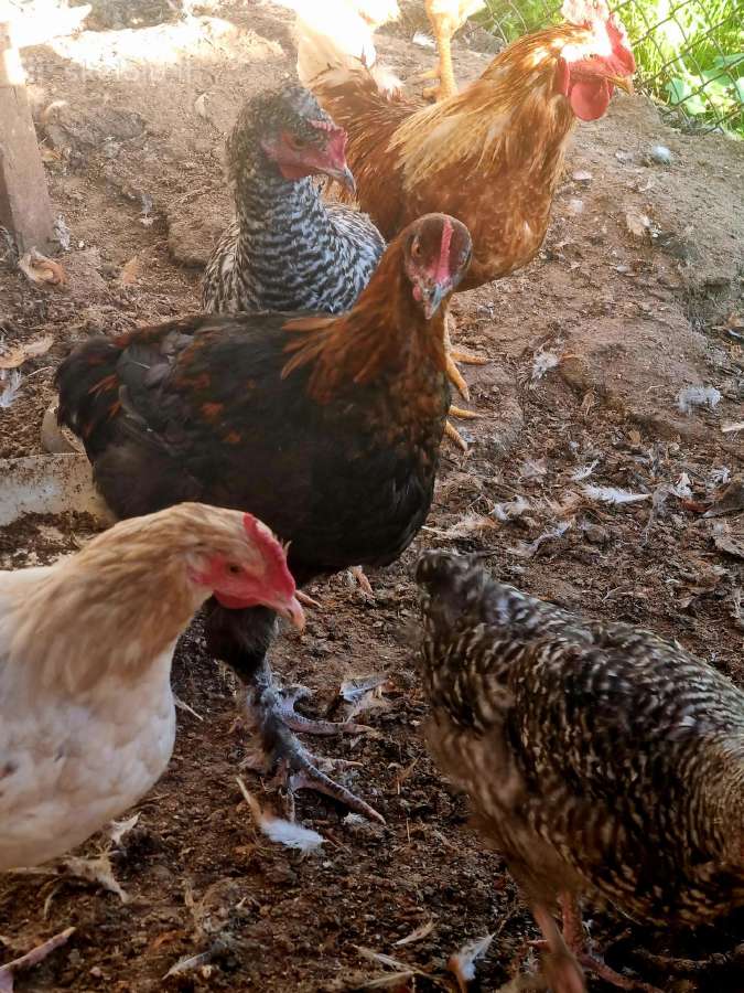 Parduodami paukščiai - nuotraukos Nr. 5