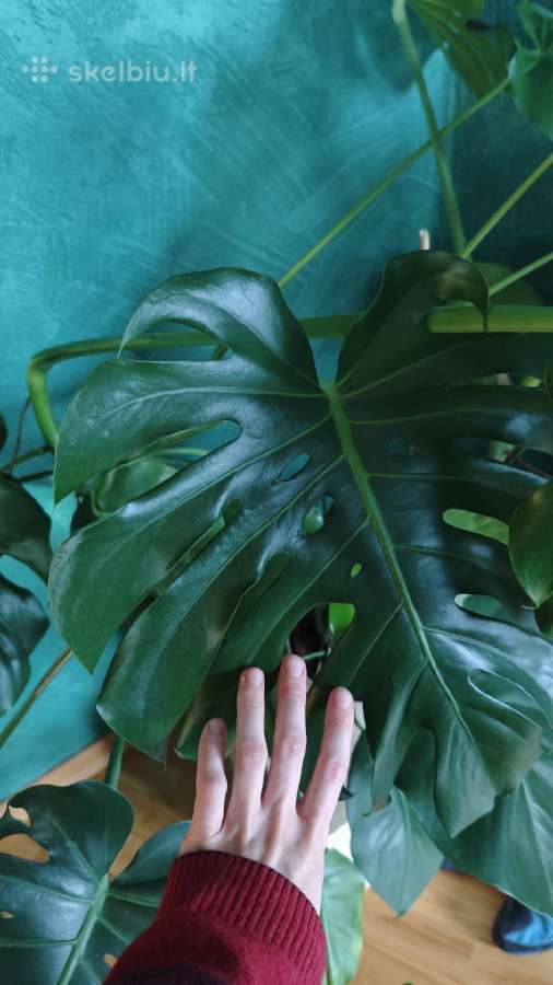 Monstera - nuotraukos Nr. 2