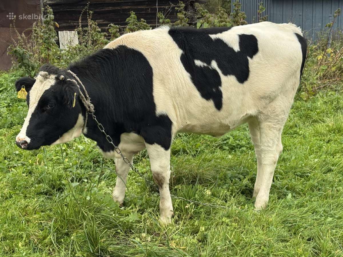 Parduodu telyčią - nuotraukos Nr. 4