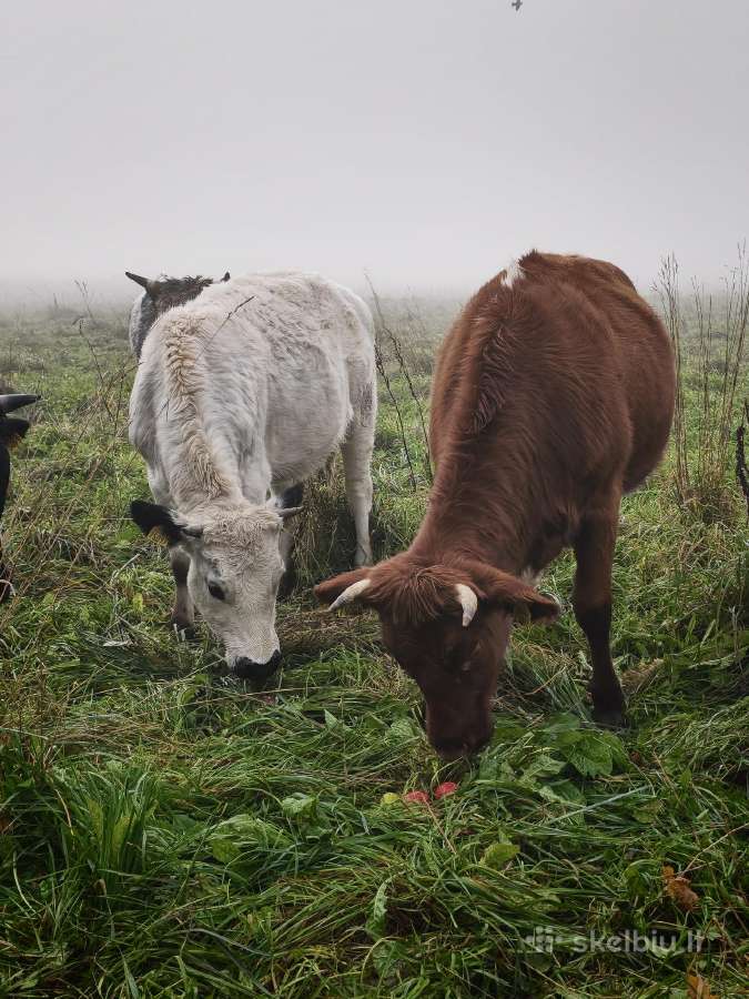 Parduodamos dvi metines telyčios - nuotraukos Nr. 3