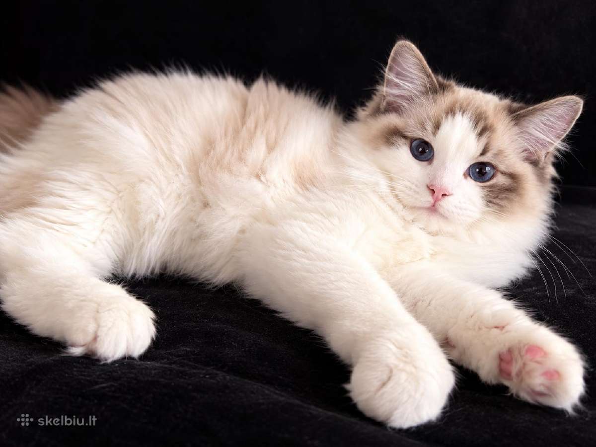 Ragdoll kačiukai, skuduriukai, Regdoll - nuotraukos Nr. 3