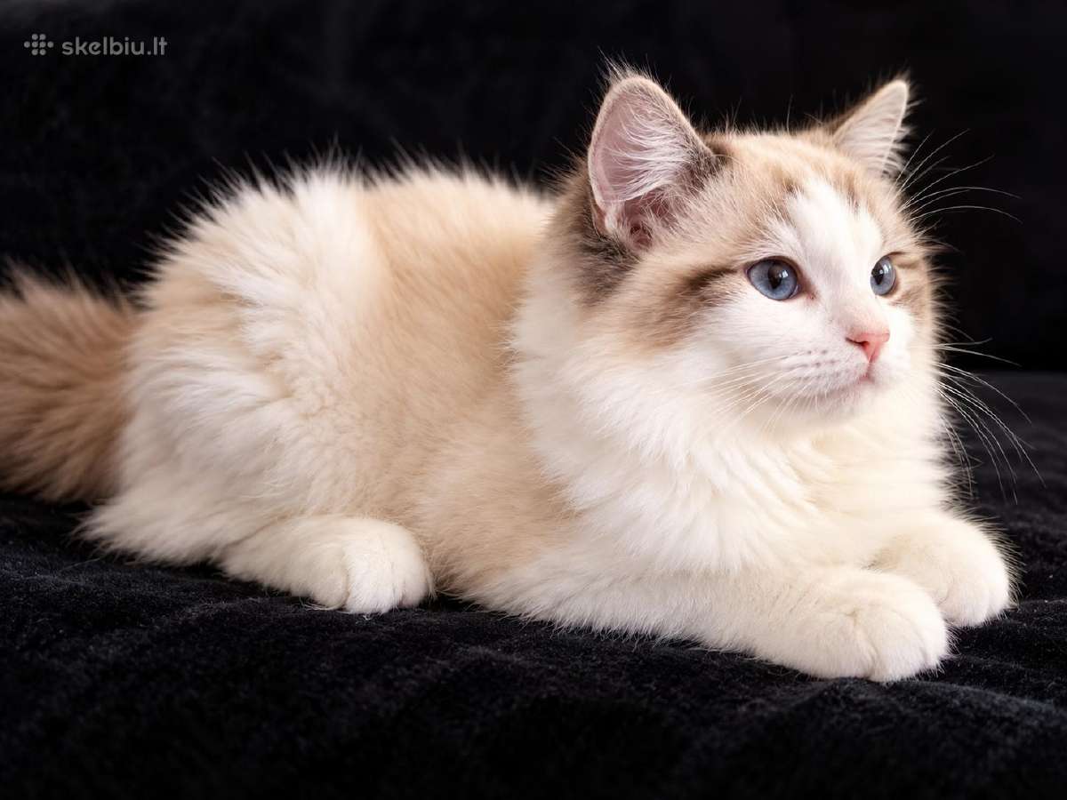 Ragdoll kačiukai, skuduriukai, Regdoll - nuotraukos Nr. 4