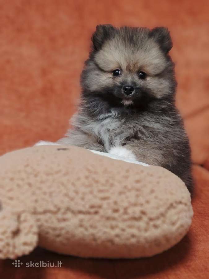 Pomeranijos Špicai! - nuotraukos Nr. 8