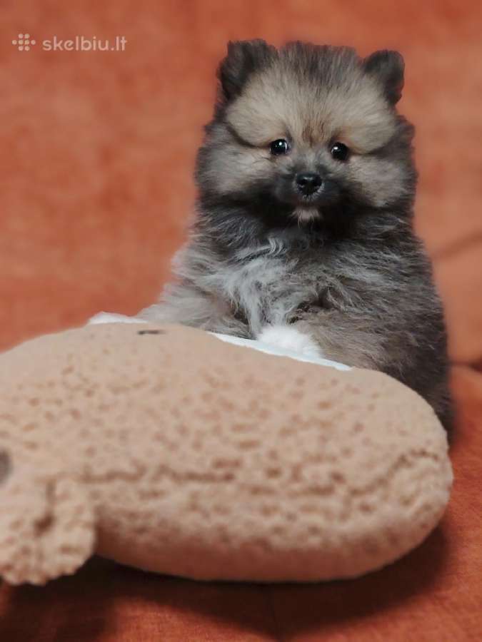 Pomeranijos Špicai! - nuotraukos Nr. 9