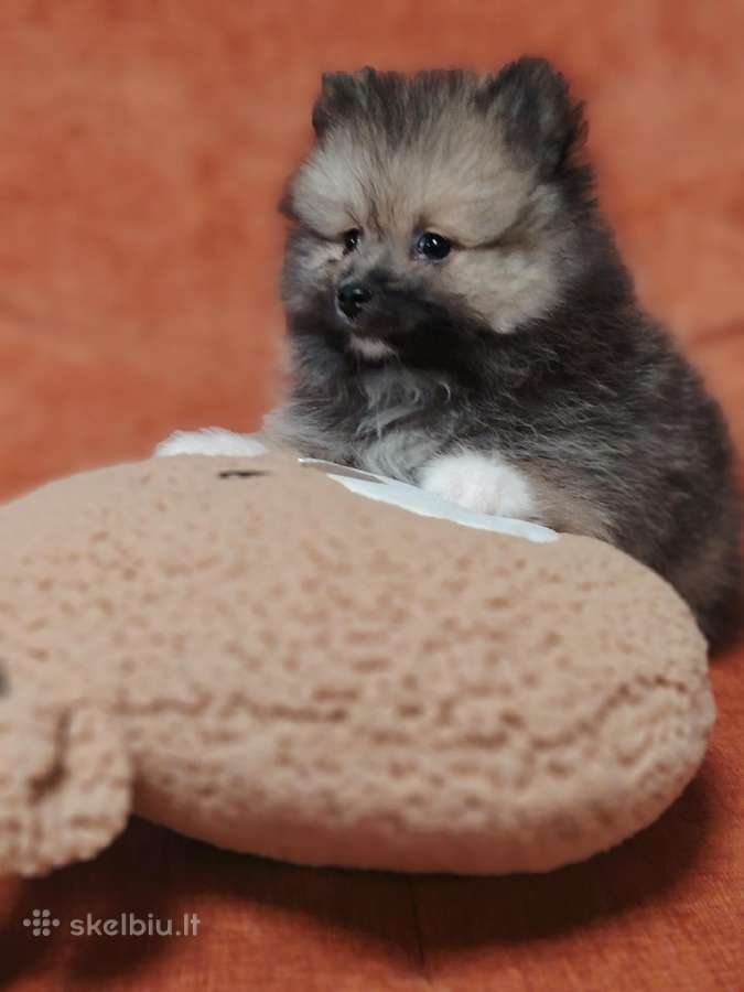 Pomeranijos Špicai! - nuotraukos Nr. 10