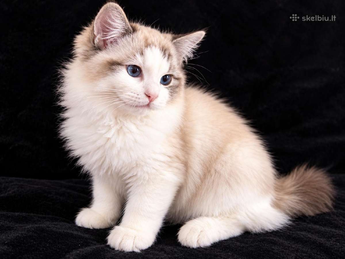 Ragdoll kačiukai, skuduriukai, Regdoll - nuotraukos Nr. 5