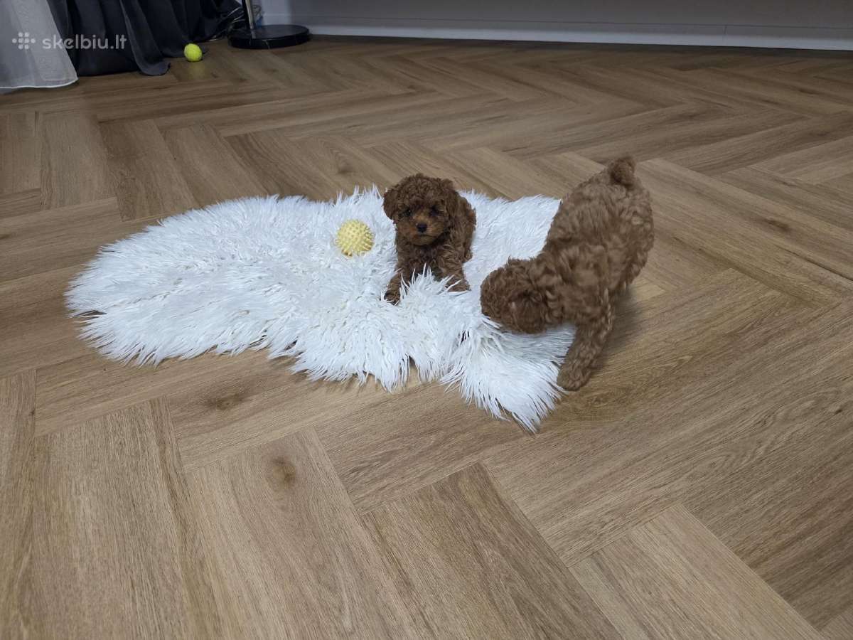 Toy pudelio mergytė - nuotraukos Nr. 3