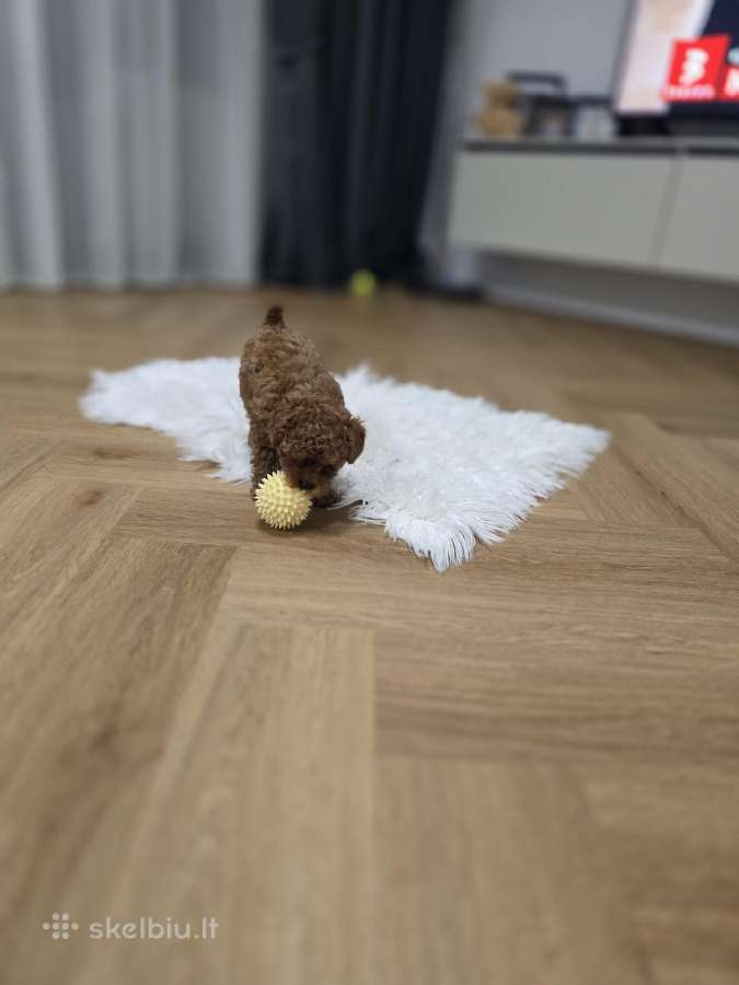 Toy pudelio mergytė - nuotraukos Nr. 5