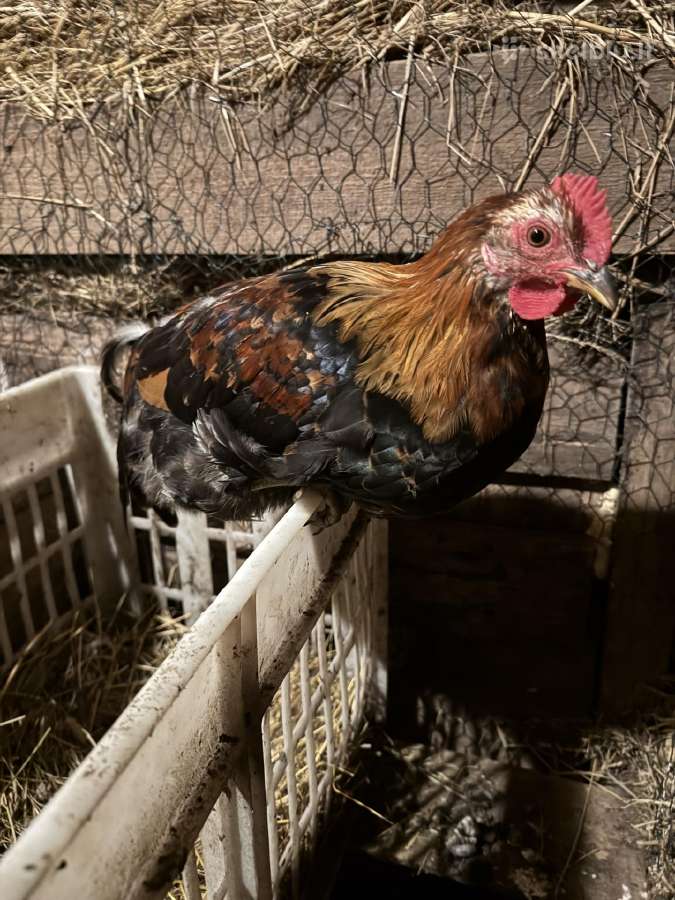 Parduodu jaunus gaidelius - nuotraukos Nr. 2