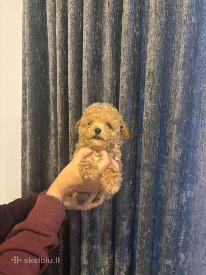 Maltipoo mažyliai - nuotraukos Nr. 4