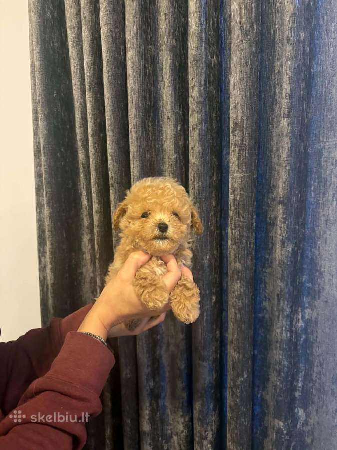 Maltipoo mažyliai - nuotraukos Nr. 5
