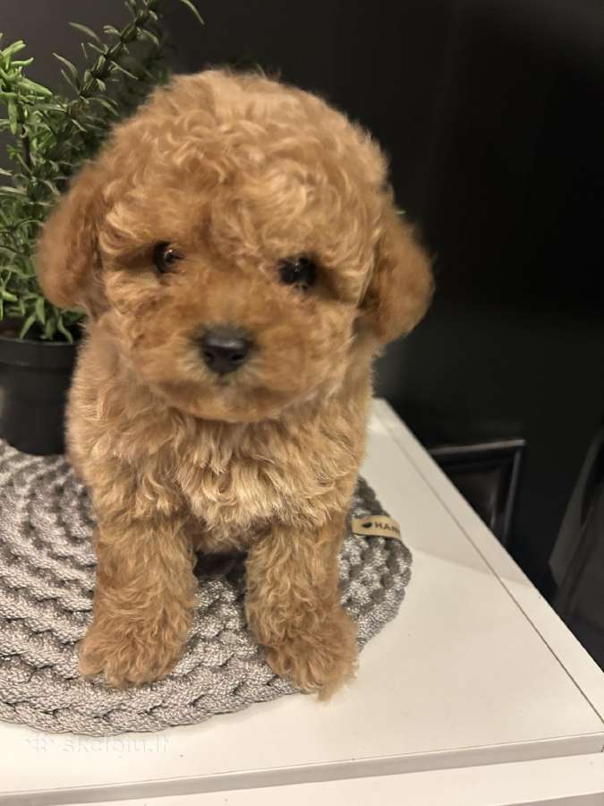 Maltipoo mažyliai - nuotraukos Nr. 3