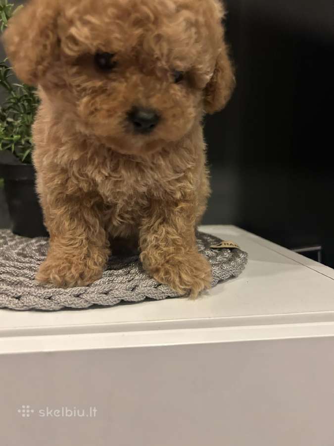 Maltipoo mažyliai - nuotraukos Nr. 6