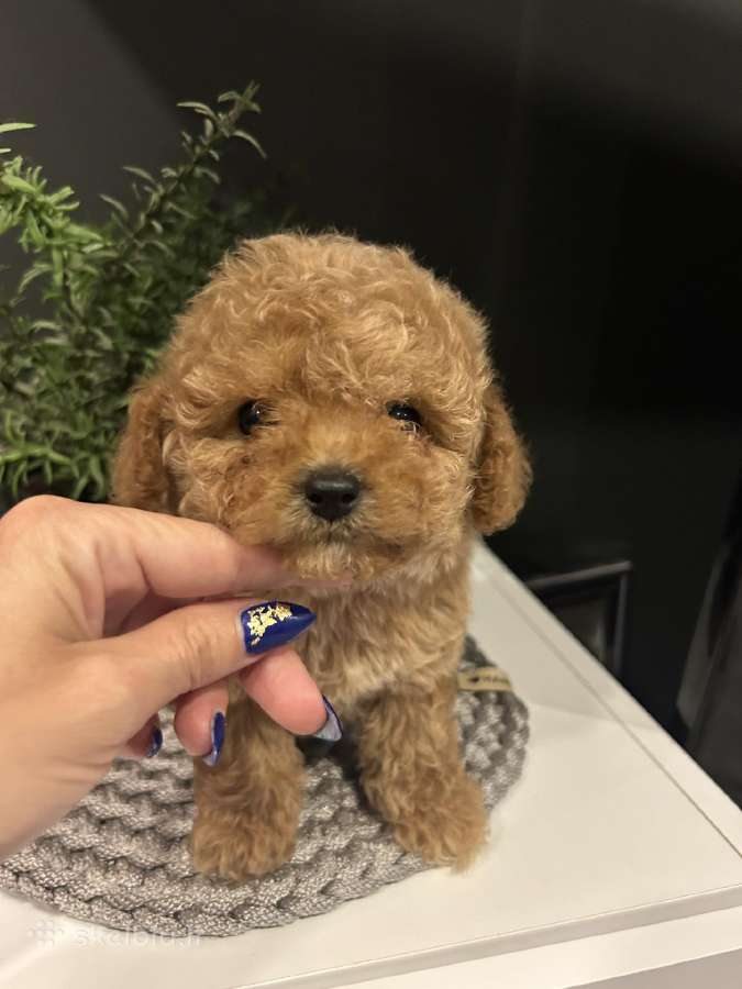 Maltipoo mažyliai - nuotraukos Nr. 2
