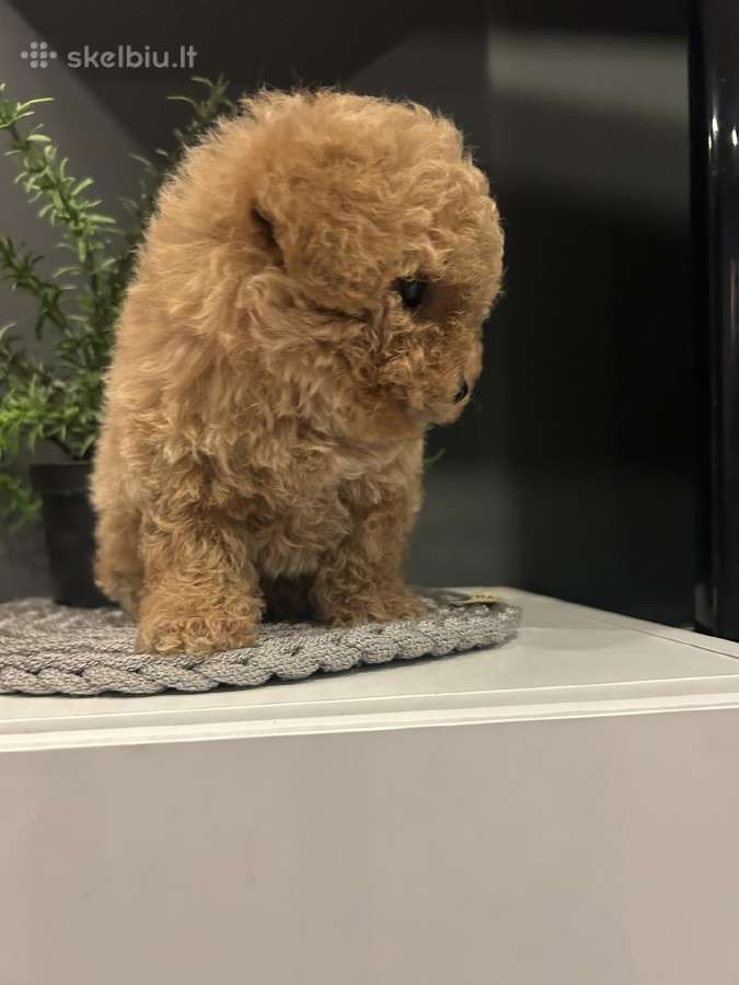 Maltipoo mažyliai - nuotraukos Nr. 7
